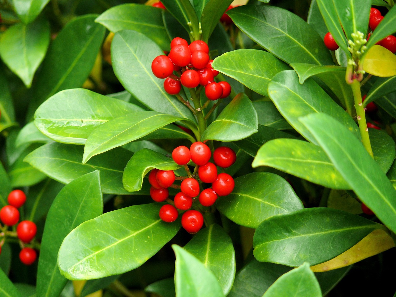 Lush American Holly bush with clusters of bright red berries nestled among glossy green leaves.
