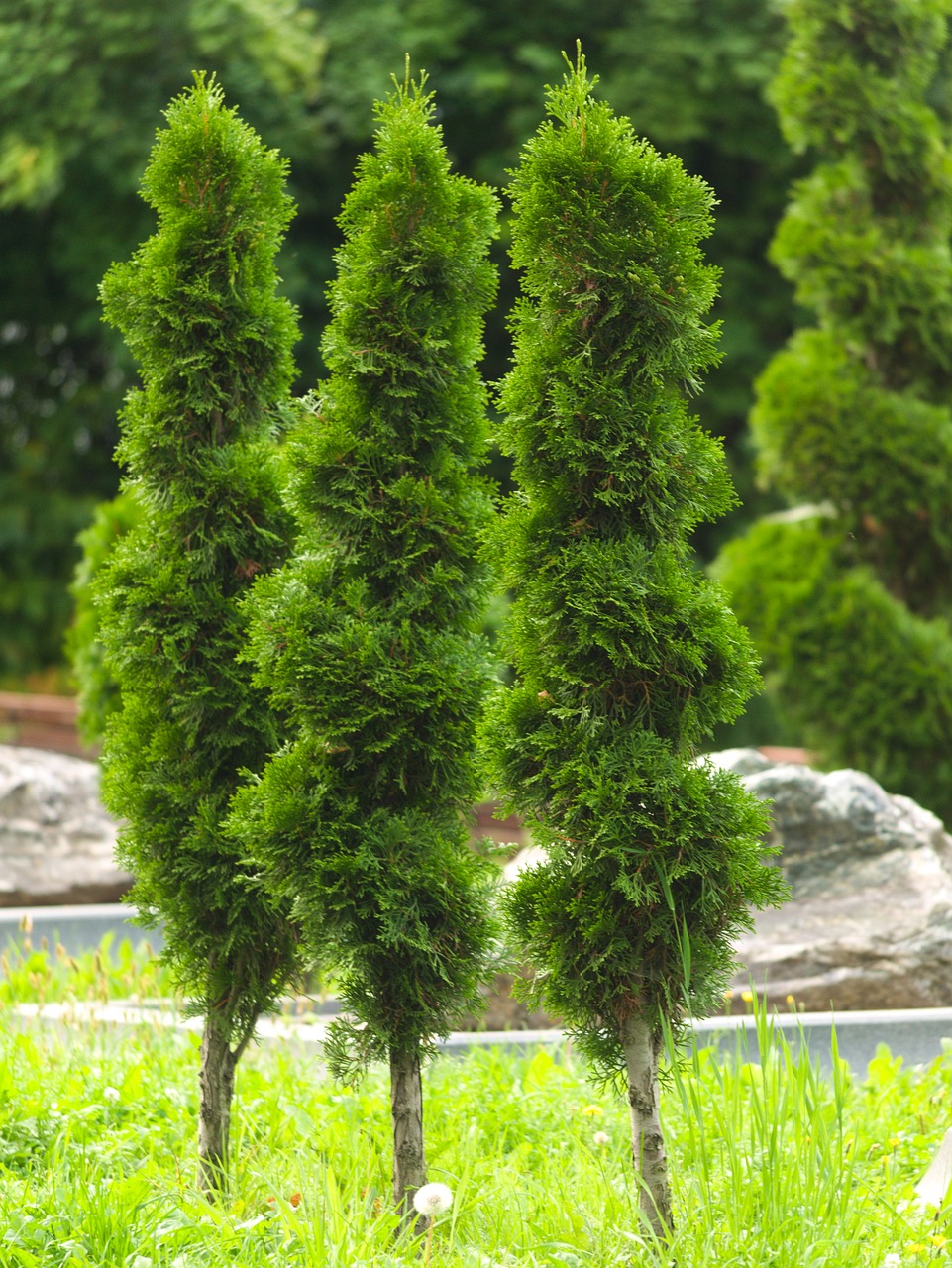 Three slender Arborvitae trees standing upright with dense, dark green foliage in a lush grassy landscape.