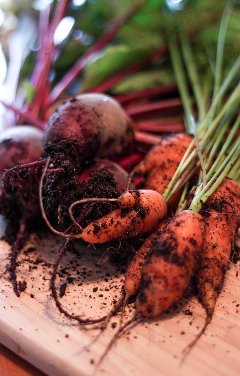 Freshly harvested carrots and beets with soil, on a wooden surface.