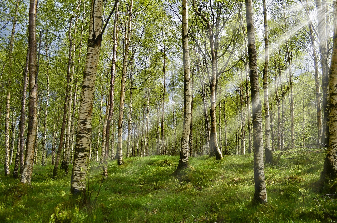 Sunlight streaming through a serene birch forest, highlighting the white bark and the fresh green leaves of the trees.