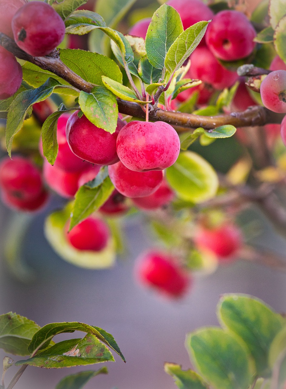 Branches of a Crabapple tree laden with round, ripe fruits in varying shades of red and pink against a soft background.