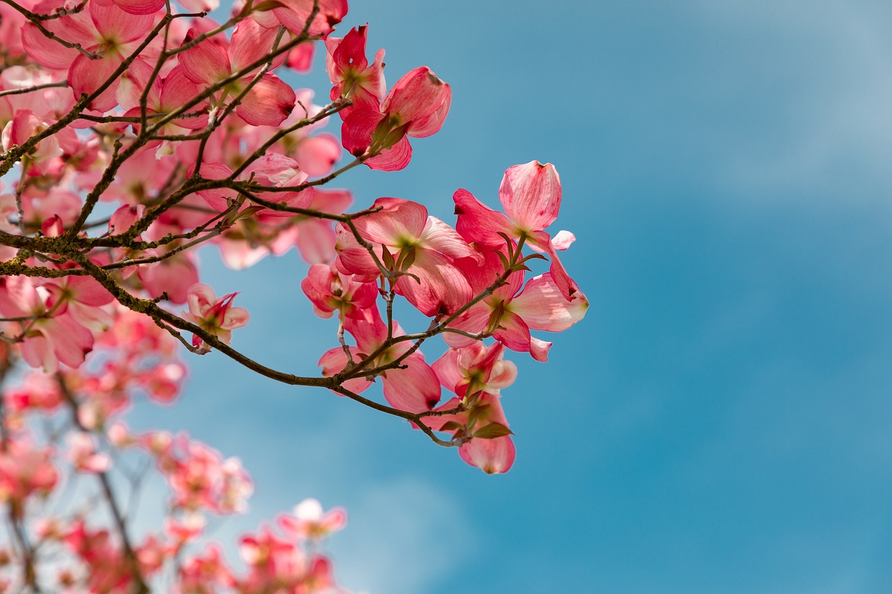 Bright pink dogwood flowers with four distinct petals each, radiating against a backdrop of blue sky, attached to branches with green leaves.