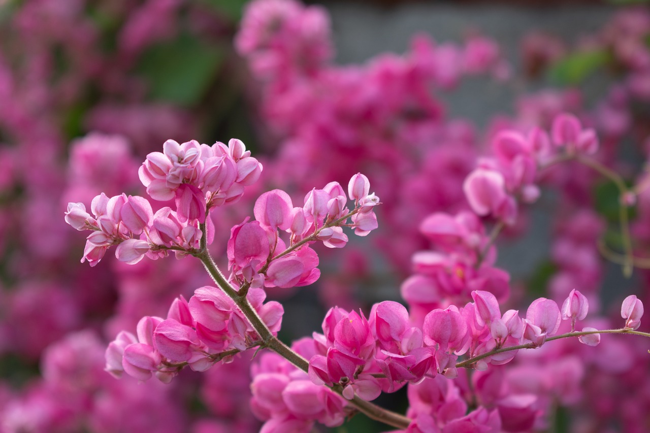 Clusters of vibrant pink Eastern Redbud flowers in full bloom, with petals tightly packed along the branches.