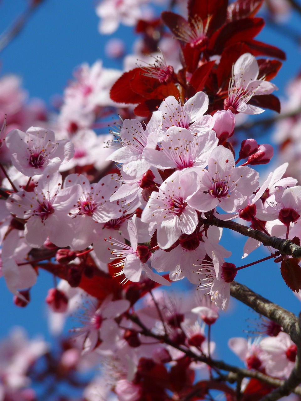 A close view of flowering cherry blossoms with delicate pink petals and prominent stamens against a deep blue sky.