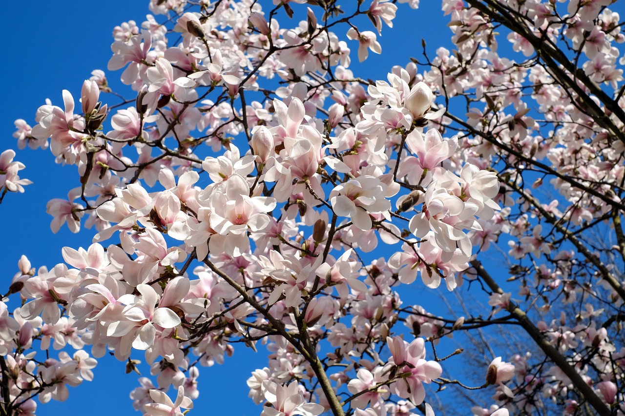 Vibrant pink magnolia flowers in full bloom against a clear blue sky, with broad petals open to the sun, showcasing the tree's springtime beauty.