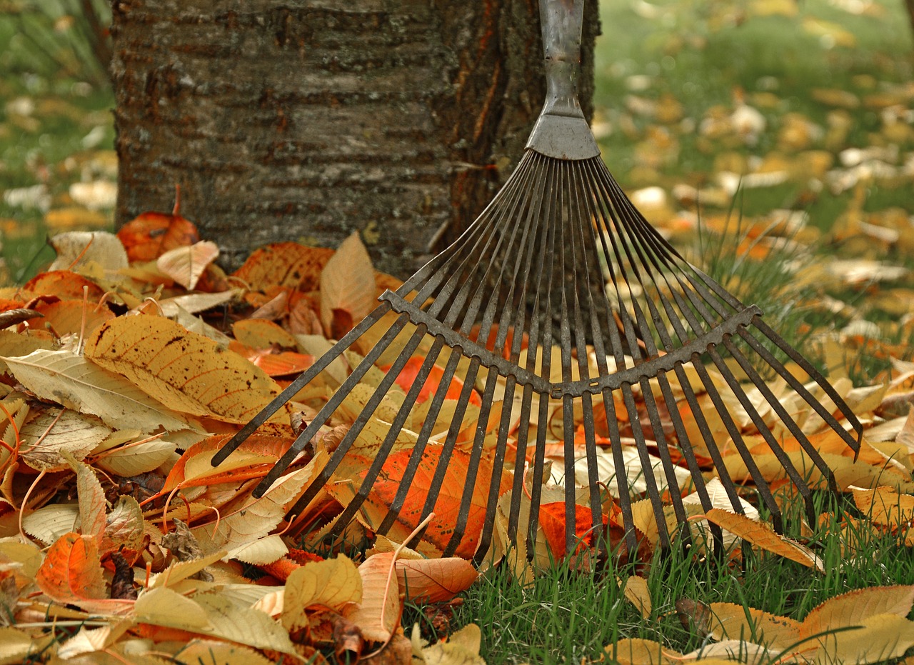 A metal rake leaning against a tree, surrounded by fallen autumn leaves on the grass.