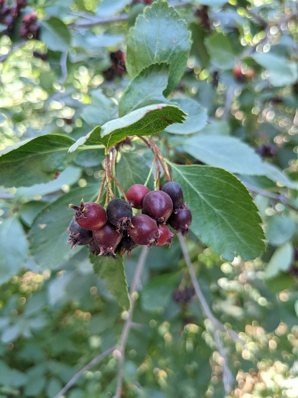 A cluster of ripe serviceberries, with deep red to purplish-black hues, hanging among green leaves in soft focus with dappled sunlight filtering through.