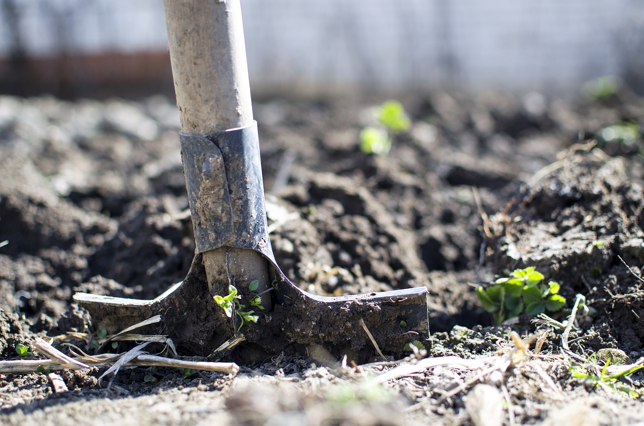 A shovel embedded in fertile soil with small green plants sprouting nearby.