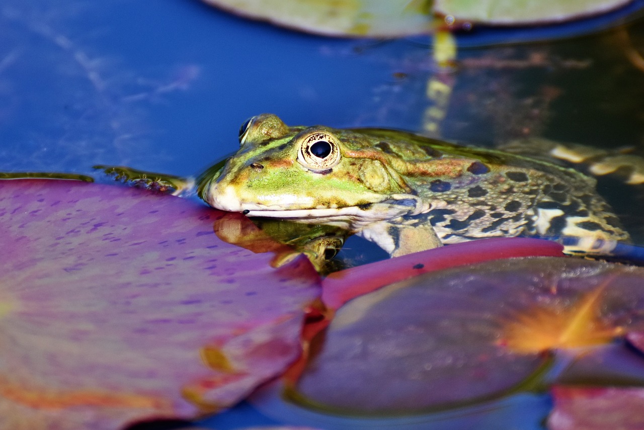 A green frog resting on a lily pad in a pond.