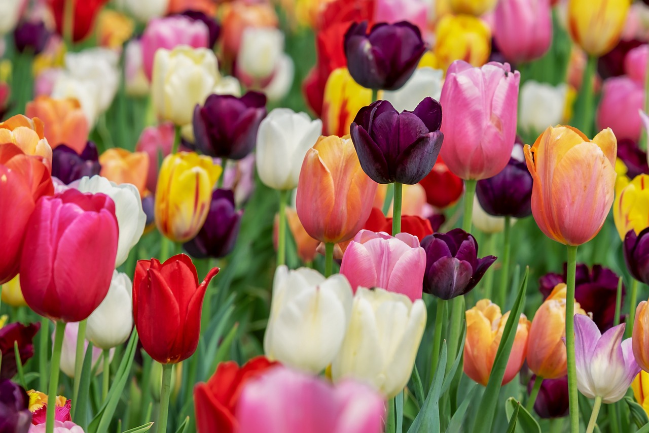 A vibrant field of multicolored tulips in full bloom.